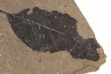 Fossil Leaf (Fagopsis, Metasequoia sp) Plate #221186-2